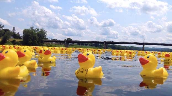 service_1st_credit_union_duck_derby_race