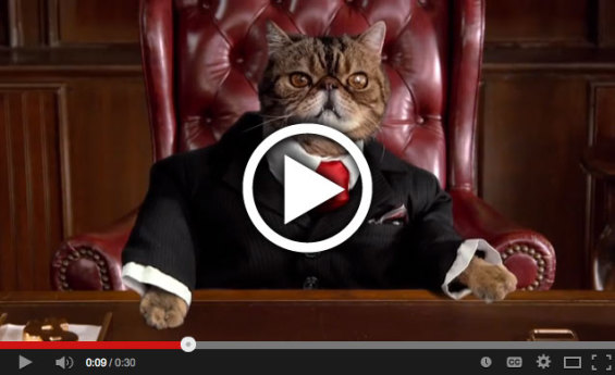 affinity_fat_cat