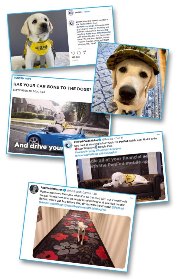 PenFed cute credit union dogs