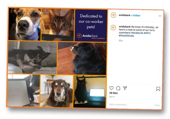Avidia co-worker pets