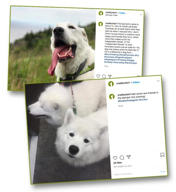 White fun dogs CreditUnion1