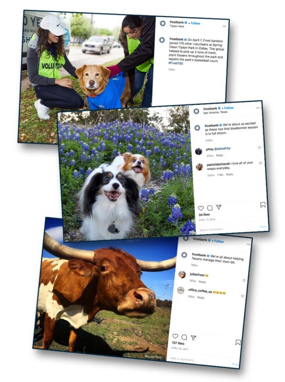 One is a cow Frostbank dogs