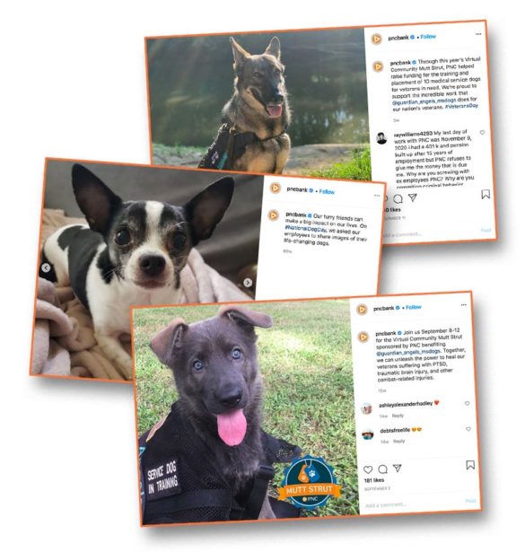 Cute PNC pups