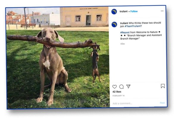 Big small dog huge stick Truliant