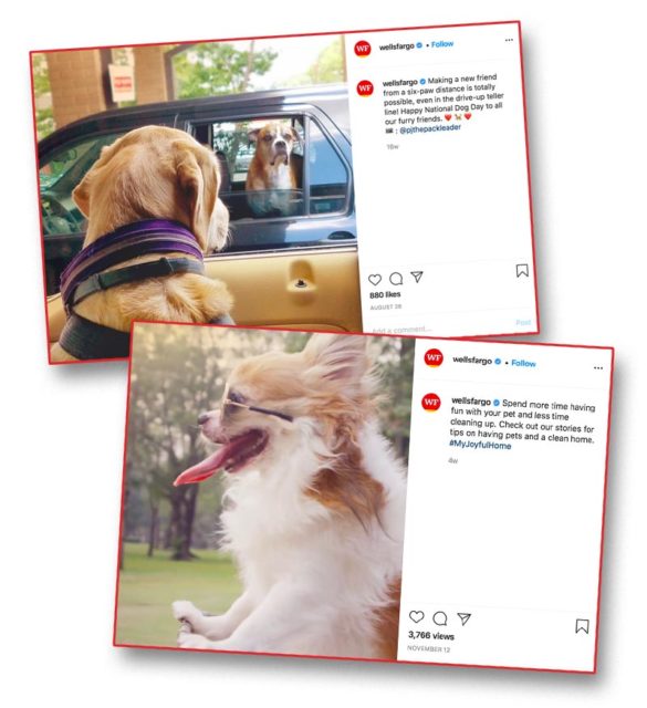 Golden retrievers Wells Fargo