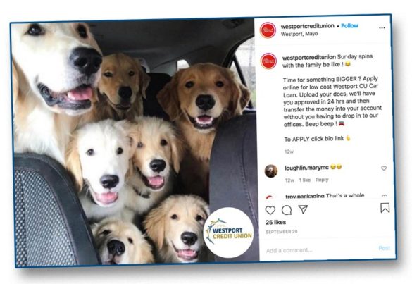 Westport CU so many golden labs